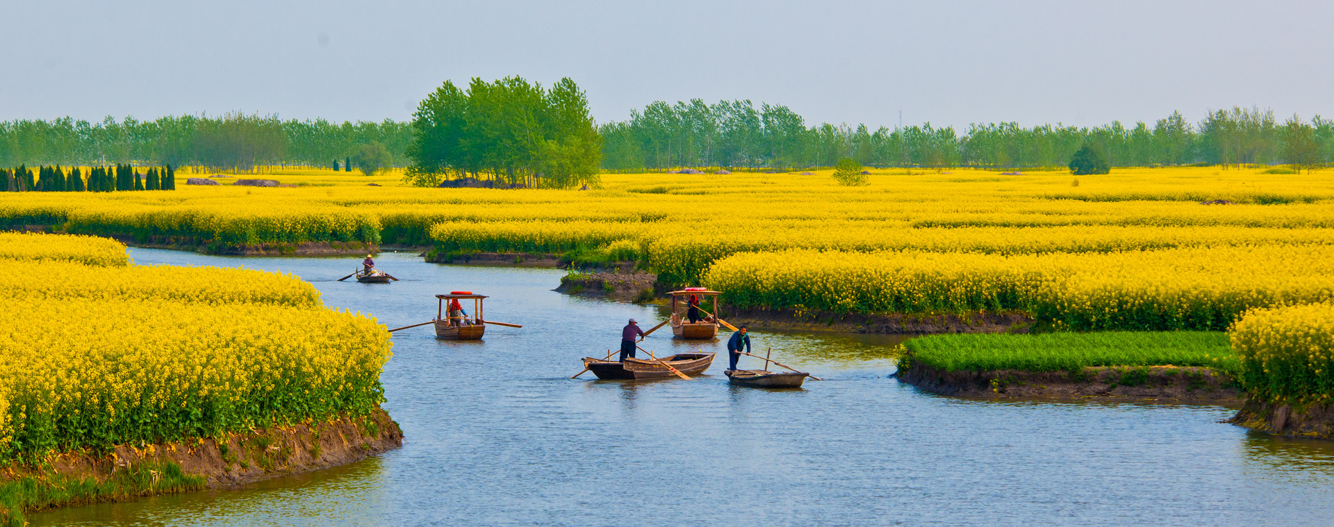 摄图网_501355317_banner_蓝天白云油菜花（非企业商用）.jpg