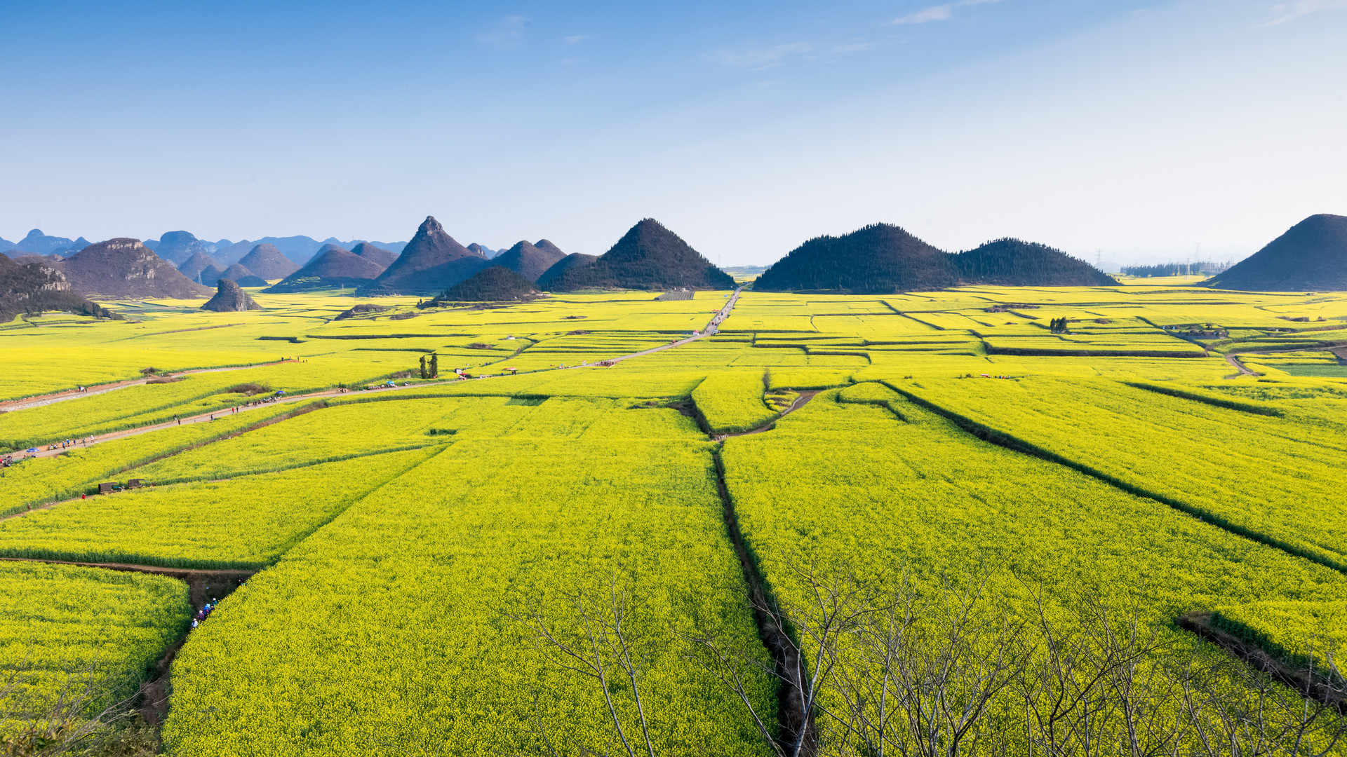 摄图网_500815120_banner_云南罗平油菜花田（非企业商用）.jpg